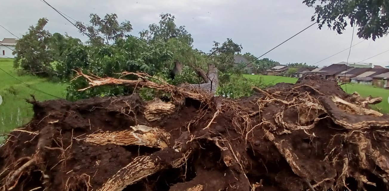 Pohon trembesi tumbang hingga akarnya tercabut di tepi Jalan Cakraningrat, Sumberrejo, Banyuwangi, 19 Maret 2025.
