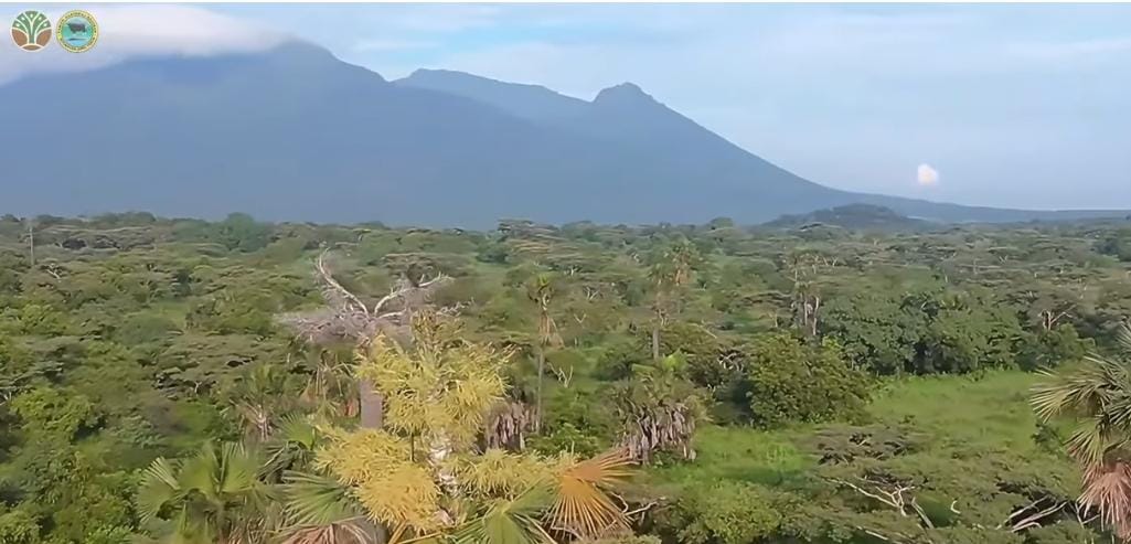 Foto: Hutan TN Baluran/ ig @btn_baluran