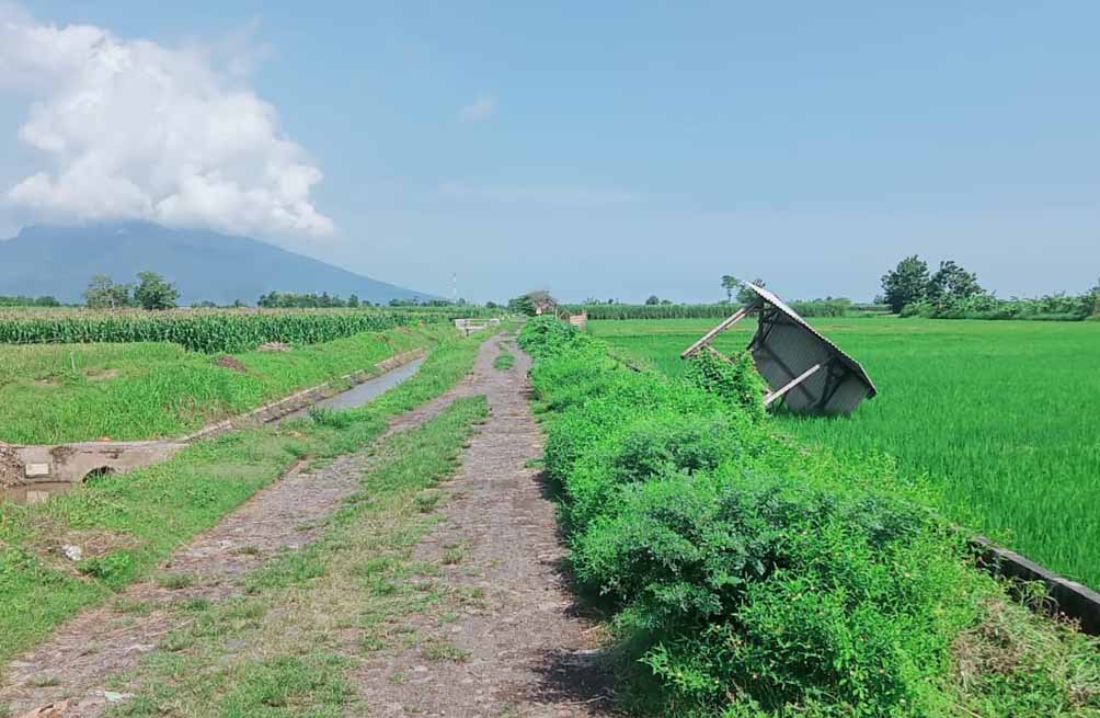 TERBALIK: Gubuk di tengah sawah milik warga Kampung Wringin Anom Timur, Desa Wringin Anom, Kecamatan Panarukan, dirusak pada Rabu (2/4) lalu.