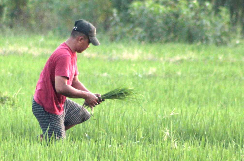 BERTANI: Seorang petani sibuk memperbaiki bibit padi yang rusak akibat hama di Kelurahan Patokan, Kecamatan kota, Selasa (8/4).