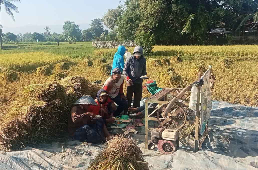Petani Situbondo melakukan panen padi. (Dok Radar Situbondo).