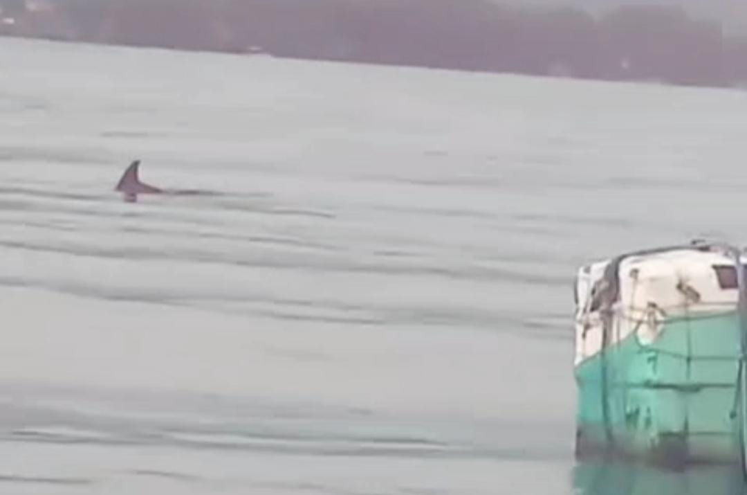 Foto: Tangkapan layar kemunculan lumba lumba di Pasir Putih/ doc Khoirul Rizal