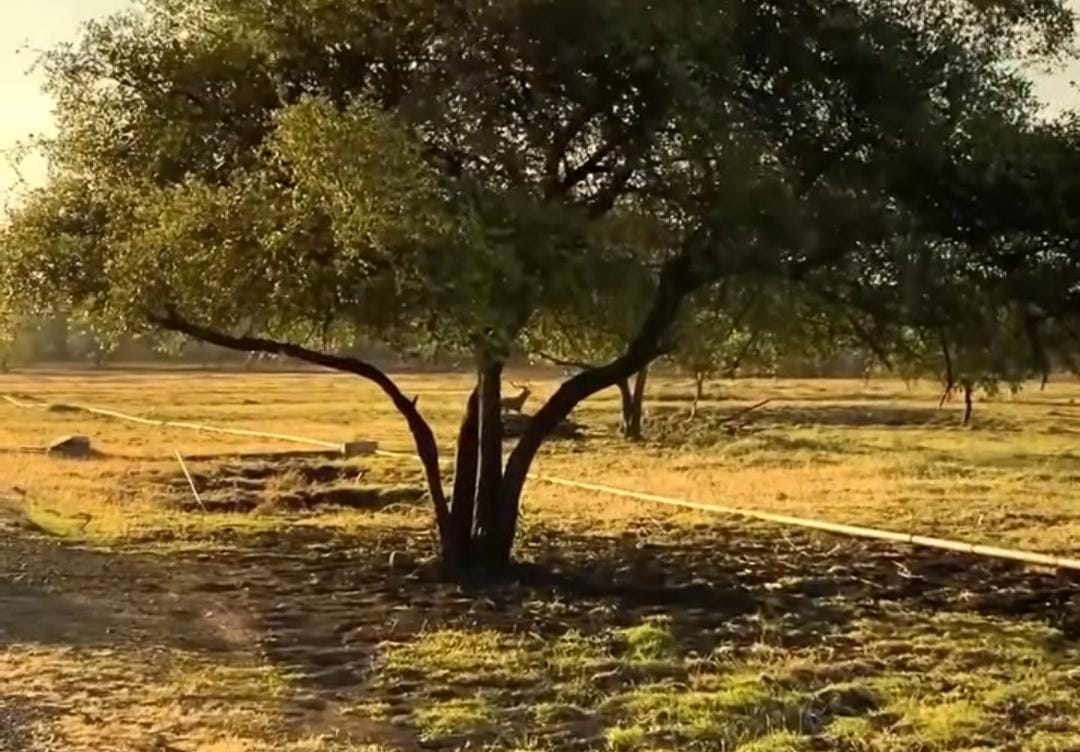 TN Baluran Situbondo/ doc Khoirul Rizal