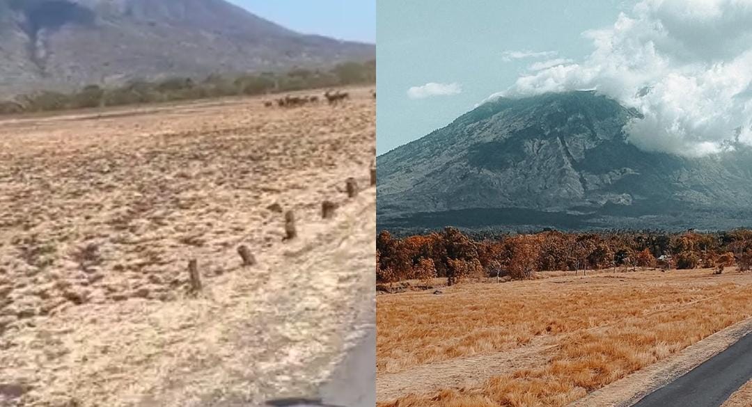 Kolase foto TN Baluran dan Savana Tianyar/ doc Khoirul Rizal