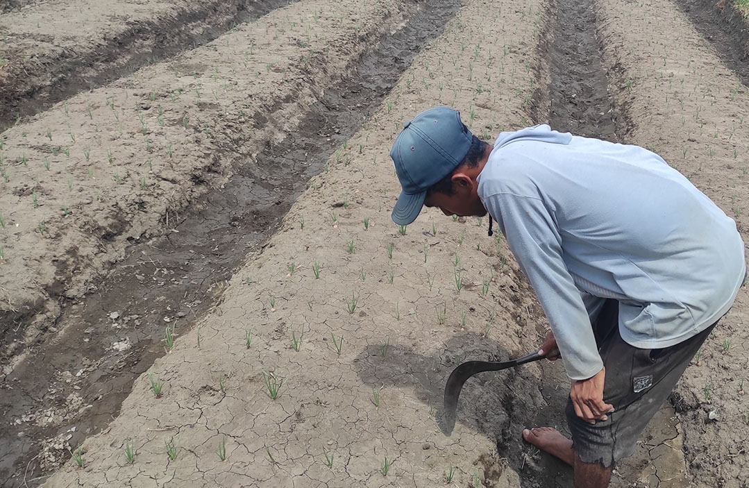 MELAWAN PANAS: Masrianto Salah satu petani bawang merah di Desa Pokaan, Kecamatan Kapongan merawat tanaman bawang miliknya yang baru ditanam.