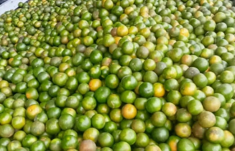 Buah jeruk juga kaya akan asam folat/ doc Khoirul Rizal