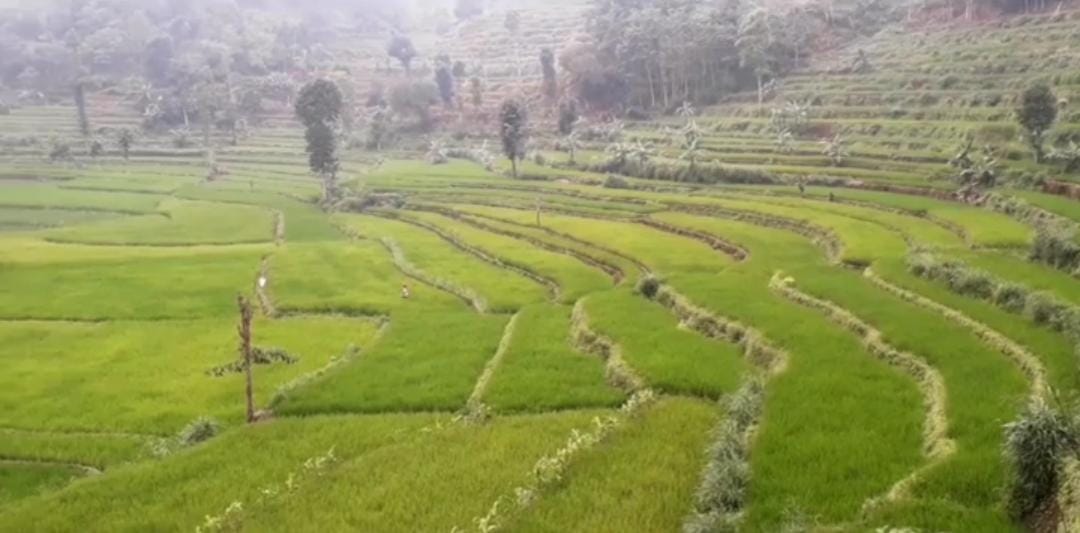 View di Alastengah/ ig resmi @destinasi.disbudparprovjatim