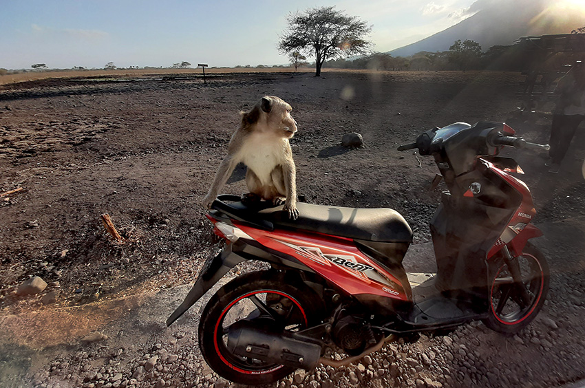 Monyet nangkring di atas motor pengunjung Savana Bekol di Taman Nasional Baluran Situbondo Jatim.