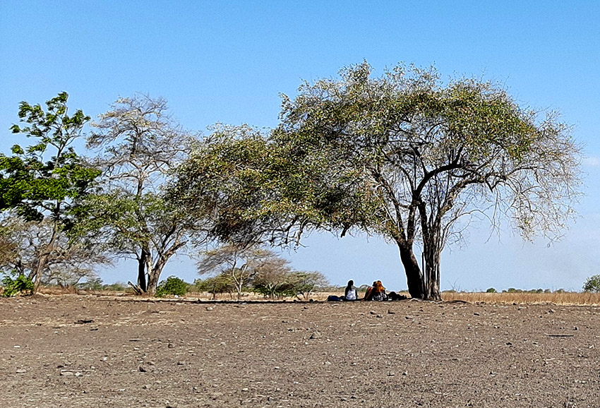 Makan di bawah pohon layaknya Africa di Savana Bekol Taman Nasional Baluran Situbondo.