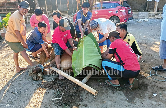 ANTUSIAS : Sejumlah Pengurus Cabang (PC) dibantu pemuda LDII Kecamatan Kapongan melakukan penyembelihan hewan kurban, Jumat (6/6) lalu.