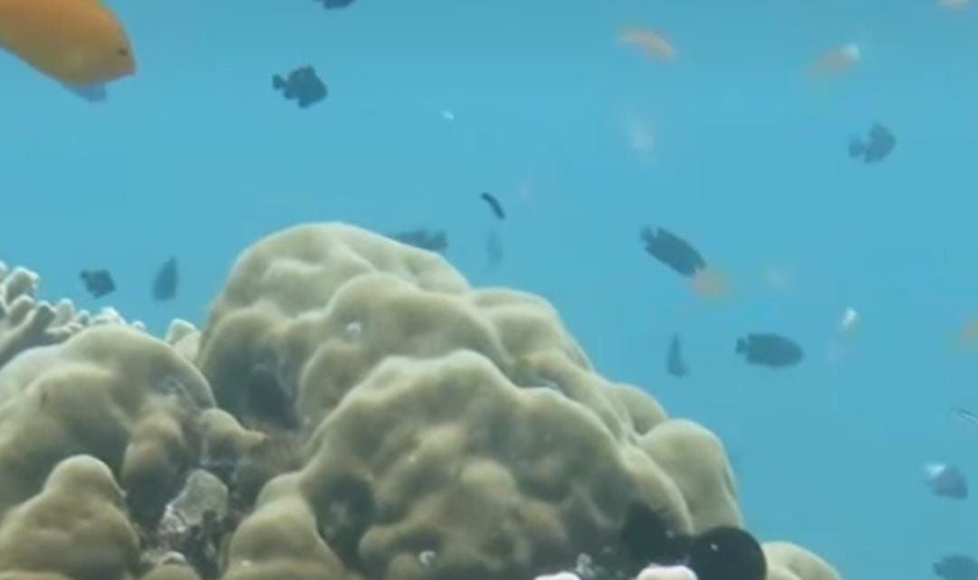 Bawah laut TN Baluran/ ig @btn_baluran