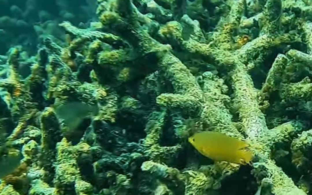 Kerusakan terumbu karang di Pasir Putih/ ig @misibahari.official