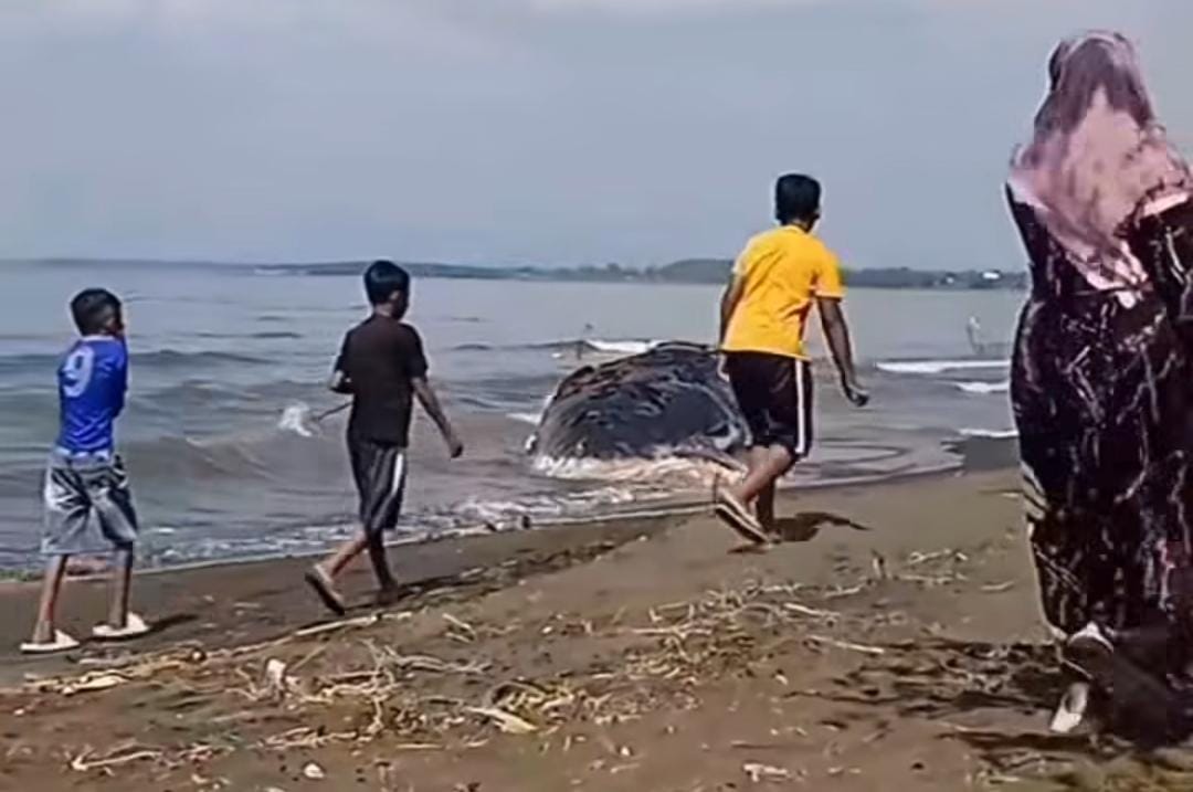 Bangkai paus raksasa yang terdampar di Situbondo/ doc Khoirul Rizal