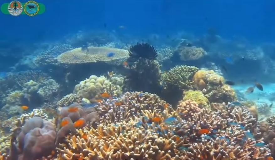 Bawah laut TN Baluran/ ig @btn_baluran