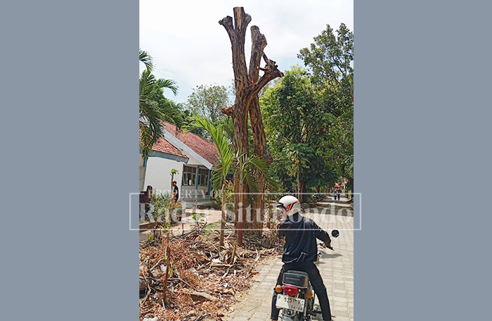 DIPANGKAS: Salah satu warga SMAN 2 Situbondo melihat ranting pohon yang belum dievakuasi, belum lama ini.