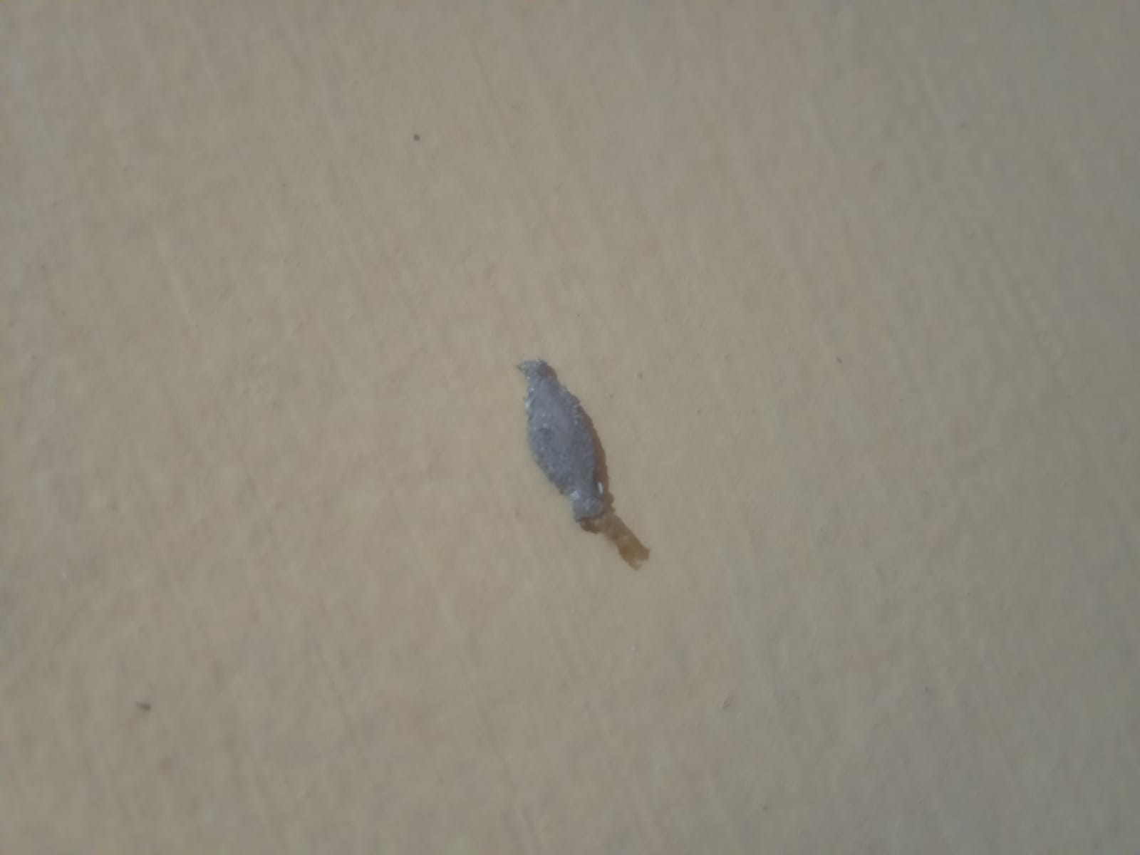 Serangga kamitetep yang menempal pada tembok kamar.