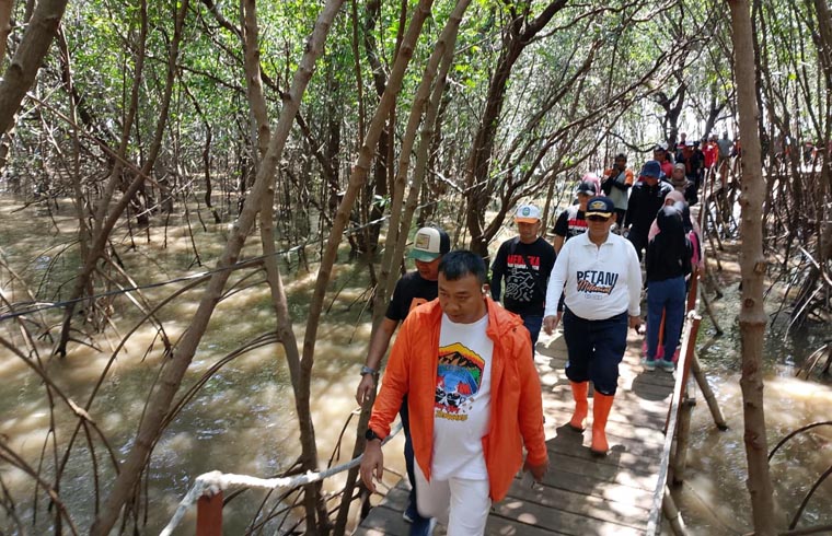 LINTASI HUTAN MANGROVE: Bupati Rio bersama rombongan berjalan menuju Pantai Dubibi di Desa Ketah, Kecamatan Suboh, Situbondo.