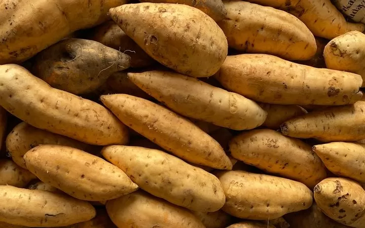 Ubi Cilmebu yang berasal dari Desa Cilembu.