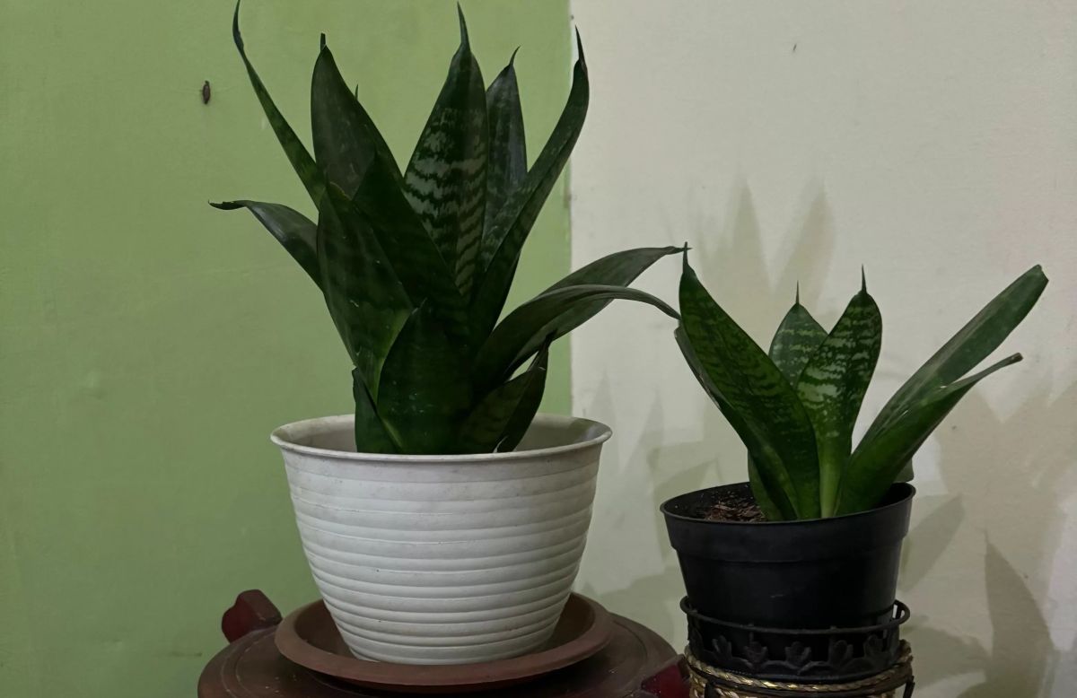 Manfaat lidah mertua di dalam rumah.