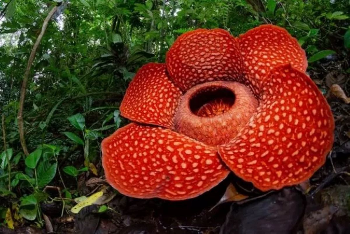 Bunga Rafflesia Arnoldi dinobatkan sebagai bungan Nasional mewakili Puspa Langka.