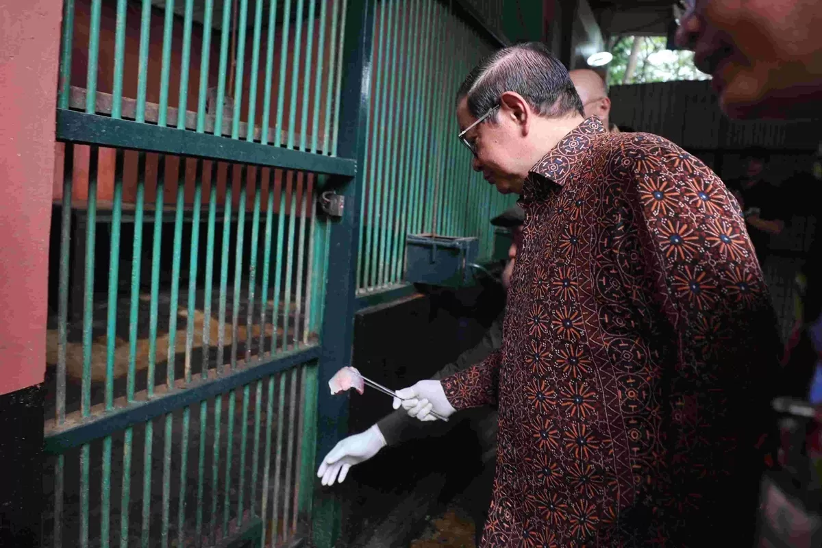 Gubernur Jakarta Pramono Anung memberi makan harimau di Taman Margasatwa Ragunan, Kamis (20/11).