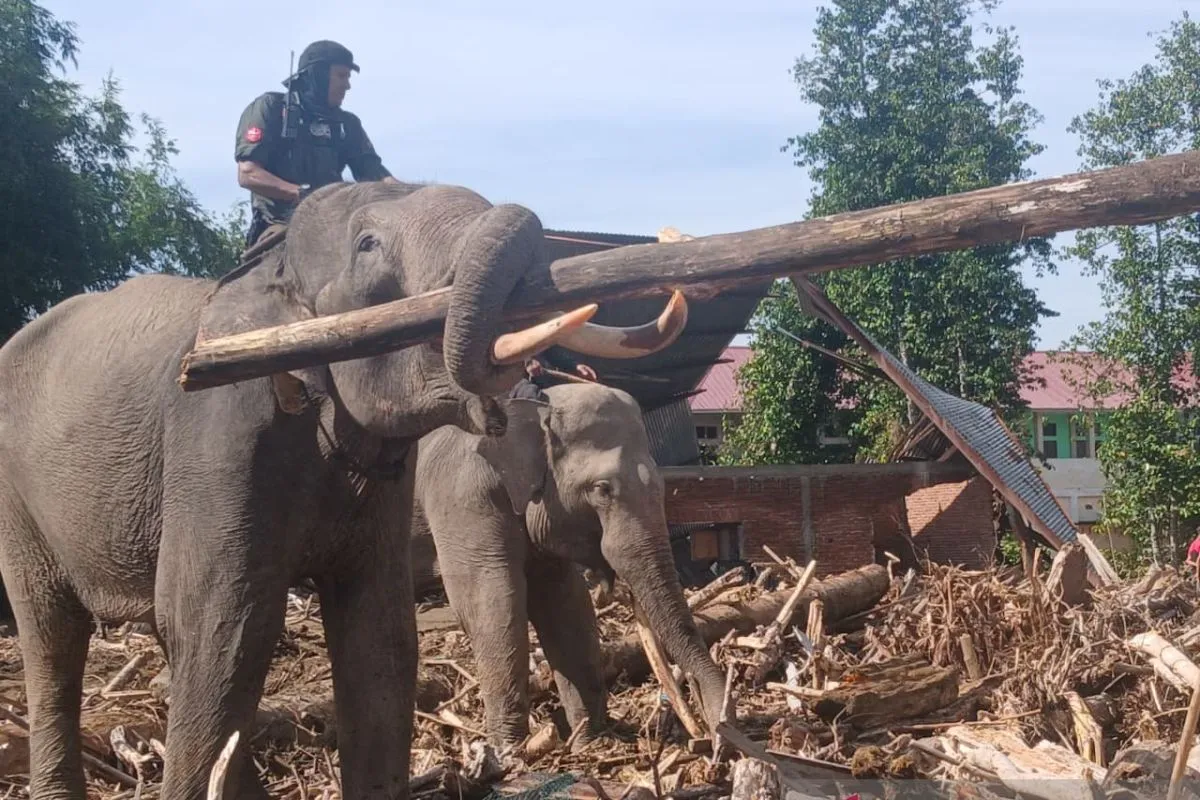 BKSDA mengerahkan 4 gajah untuk membantu membersihkan kayu yang terbawa banjir bandang (8/12).
