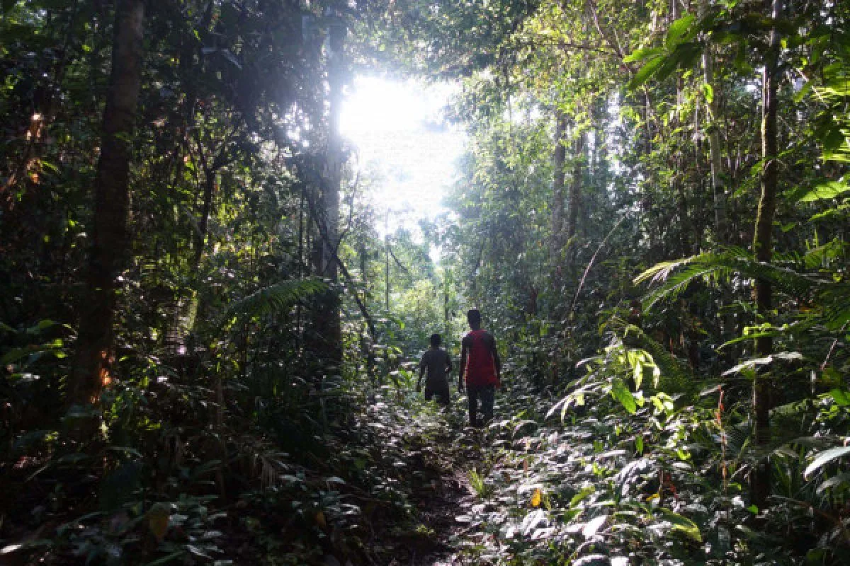 Hutan Desa Kampung Sira, Sorong Selatan.