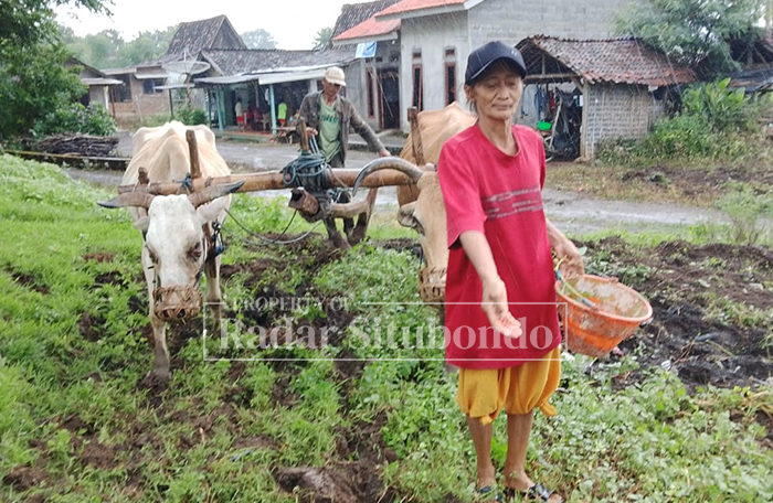 GARAP LAHAN: Suyati, 70, warga Desa Sumberanyar, Kecamatan  Banyuputih, menanam jagung di lahan milik tetangganya, Senin (12/1).