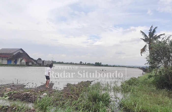 GAGAL PANEN: Warga melihat kondisi lahan sawah yang tergenang air akibat banjir di Desa Kendit, Kecamatan Kendit, Situbondo, Jumat (23/1).