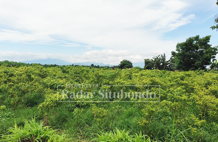 WAKTU PANEN: Sejumlah petani memanen cabai di lahan milik mereka di Desa Jatisari, Kecamatan Arjasa, beberapa waktu lalu.