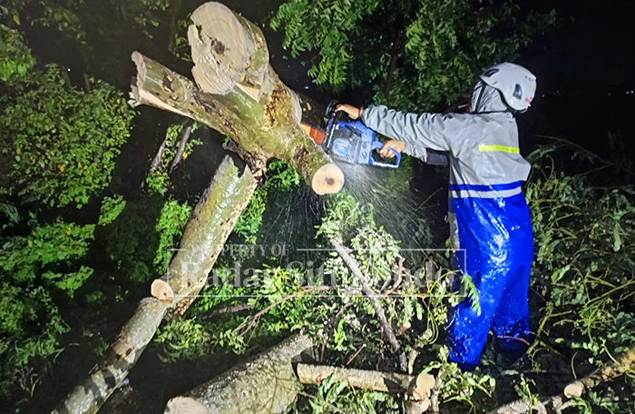 ROBOH: Pohon jenis mahoni tumbang yang mengakibatkan arus jalan terganggu di Jalan Tembus, Dusun Bataan, Desa Kilensari, Kecamatan Panarukan, Situbondo, Senin (2/2) malam.
