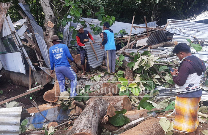 BENCANA ALAM: Anggota BPBD Situbondo mengevakuasi pohon jati tumbang ke warung milik Antok Susanto, 55, di pinggir Jalan Raya Pasir Putih, Kecamatan Bungatan, Kamis (5/2).
