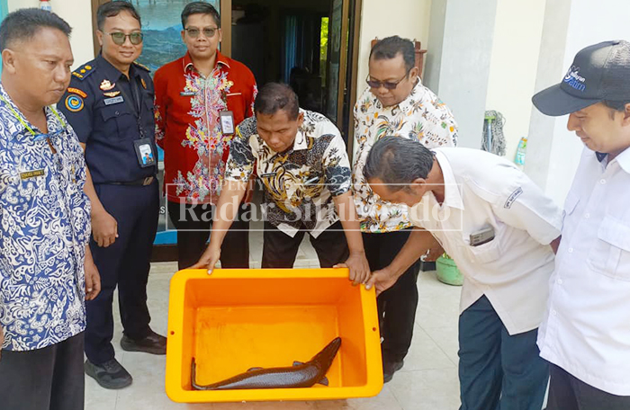 PEMUSNAHAN IKAN: Dinas Peternakan dan Perikanan (Disnakkan) Kabupaten Situbondo menunjukkan ikan aligator, Kamis lalu (5/2).