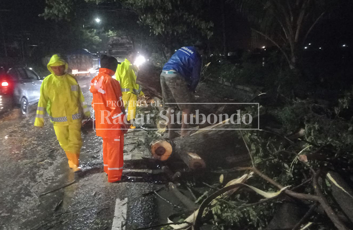 MENIMPA BAK TRUK: Sebuah pohon roboh menimpa bak truk di jalur Pantura, Desa Kalianget, Kecamatan Banyuglugur, Situbondo, Minggu (8/2) sore.