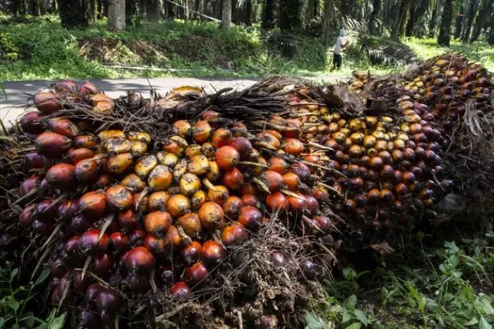 Ilustrasi buah sawit.