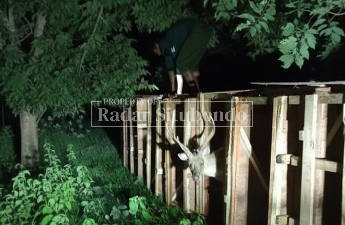 HUTAN BALURAN: Rusa Timorensis dilepasliarkan di Kawasan Taman Nasional Baluran, Kecamatan Banyuputih, Jumat dini hari (13/2).