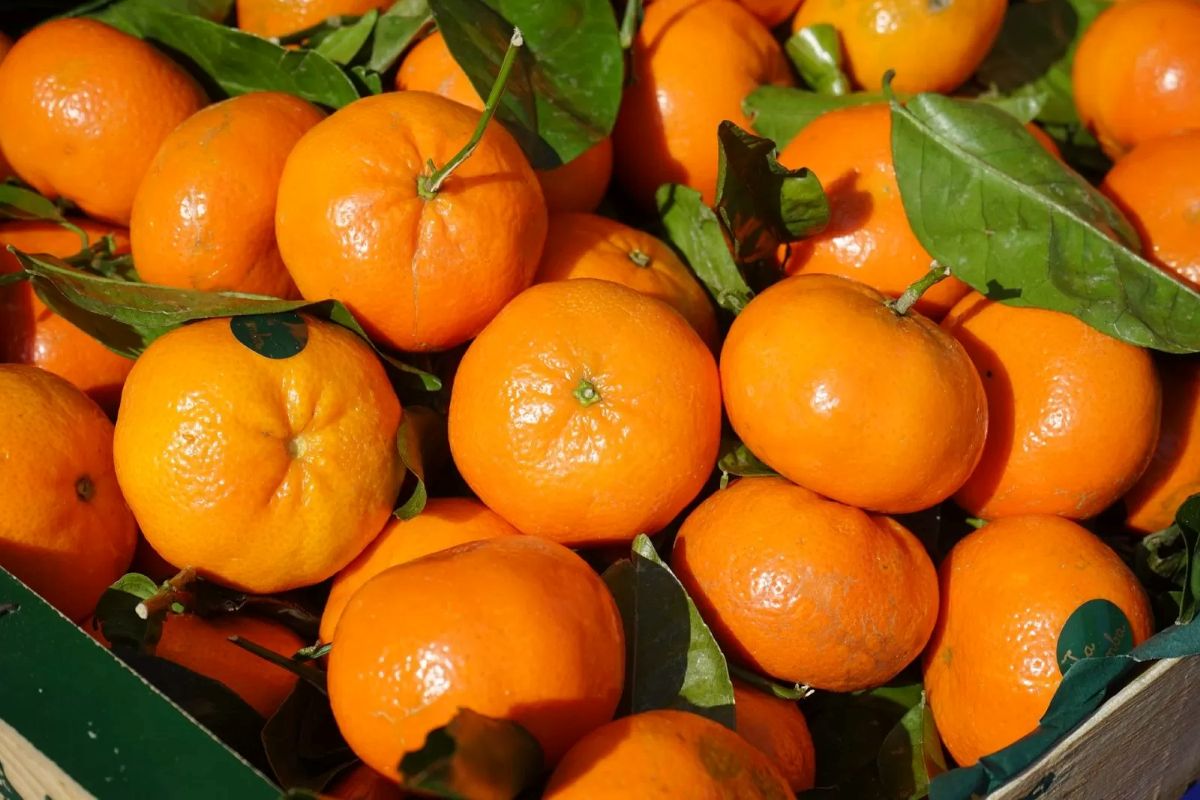Jeruk Mandarin.