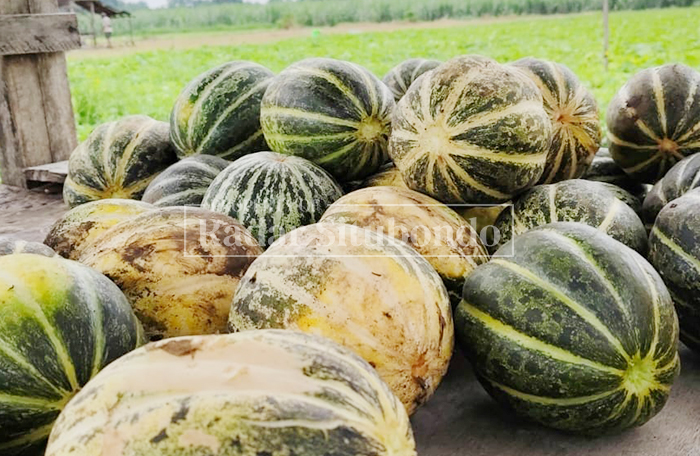 HASIL PANEN: Buah blewah hasil petikan petani yang dikumpulkan untuk diperjualbelikan kepada pedagang, Rabu (25/2). 