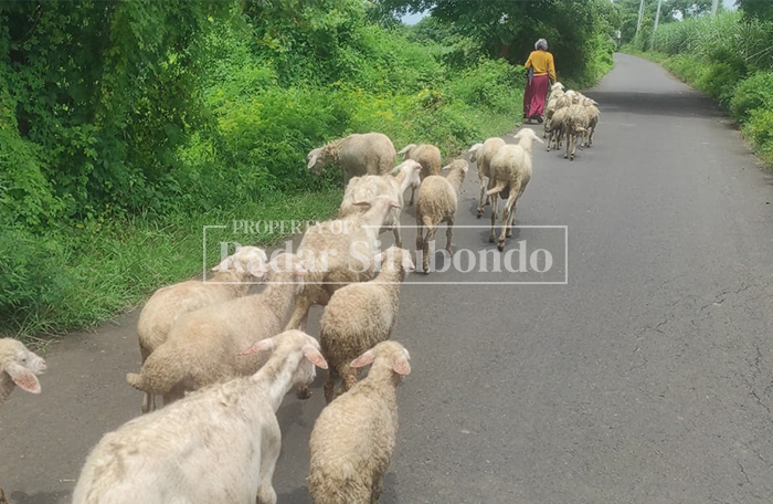 DARI LADANG: Seorang peternak kambing pulang usai menggembala ternaknya di Desa Siliwung, Kecamatan Panji, Situbondo, Kamis (26/2). 
