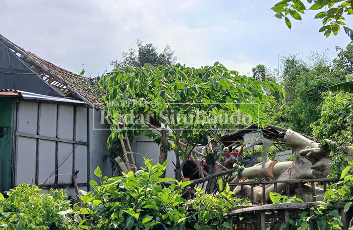 RUSAK PARAH: Pohon berukuran besar tumbang akibat diterjang angin kencang dan menimpa rumah warga di Desa Lamongan, Kecamatan Arjasa, Kamis (5/3). 