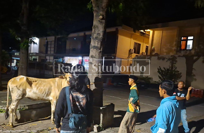 UNGKAP KASUS: Seekor sapi curian berada di halaman belakang Mapolres Situbondo, Minggu malam (16/3). 