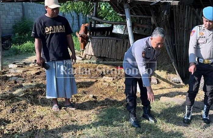 SADIS: Anggota Polsek Mangaran meninjau sapi dijagal maling di Kampung Karang Gedang, Desa Tanjung Pecinan, Kecamatan Mangaran, Senin lalu (16/3). 