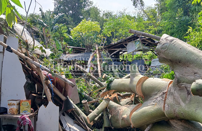 TERTIMPA POHON: Rumah warga rusak berat akibat pohon roboh diterjang angin kencang di Desa Lamongan, Kecamatan Arjasa, belum lama ini. 