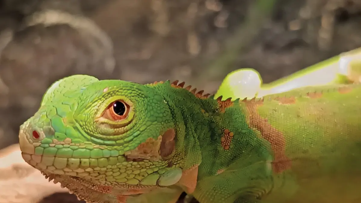 Ilustrasi Iguana.