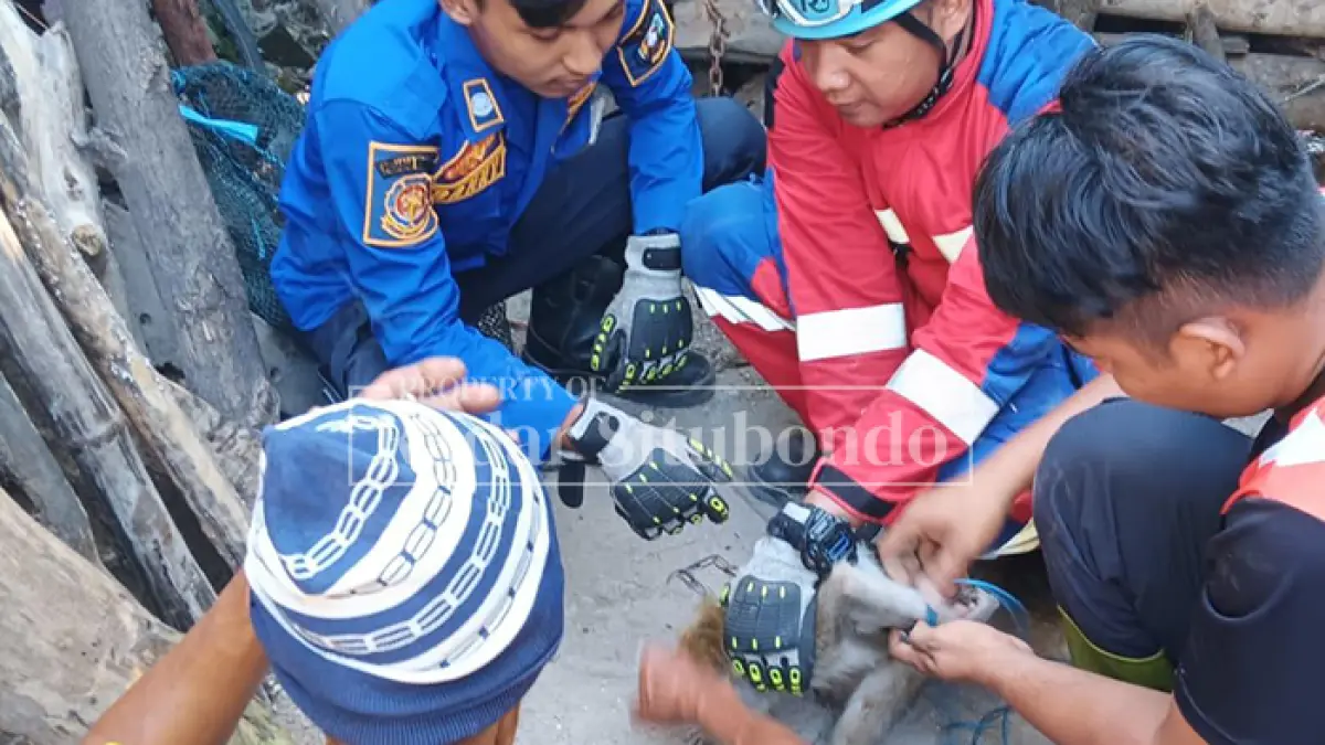 MONYET LIAR: Anggota Damkar Situbondo mengevakuasi monyet liar di Desa Gelung, Kecamatan Panarukan, Senin (6/4). (HUMAIDI/JPRS)
