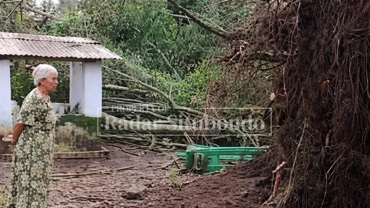 TIDAK BIASA: Pohon jenis beringin kembali berdiri tegak setelah ditebang. Sebelumnya pohon itu sudah roboh. Peristiwa ini terjadi di Semmekan Utara, Kecamatan Kendit, Situbondo, Kamis (9/4) sore. (Ahmad Rifa