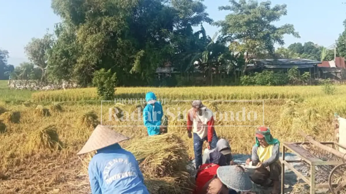 PANEN: Sejumlah petani memanen padi hasil tanamnya di lahan milik mereka di Desa Kapongan, belum lama ini. (Ahmad Rifa