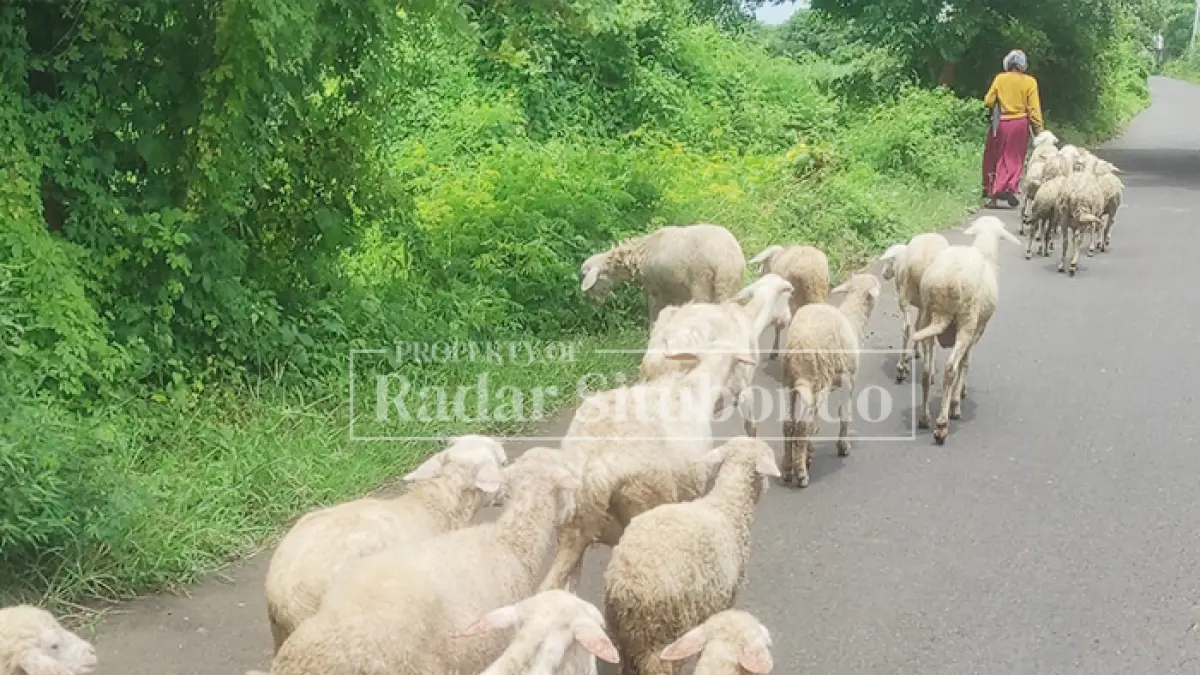 BERANGSUR NAIK: Salah satu peternak kambing warga Desa Sliwung, Kecamatan Panji pulang dari ladangnya setelah mengembala kambingnya, Minggu (3/5). (Ahmad Rifa