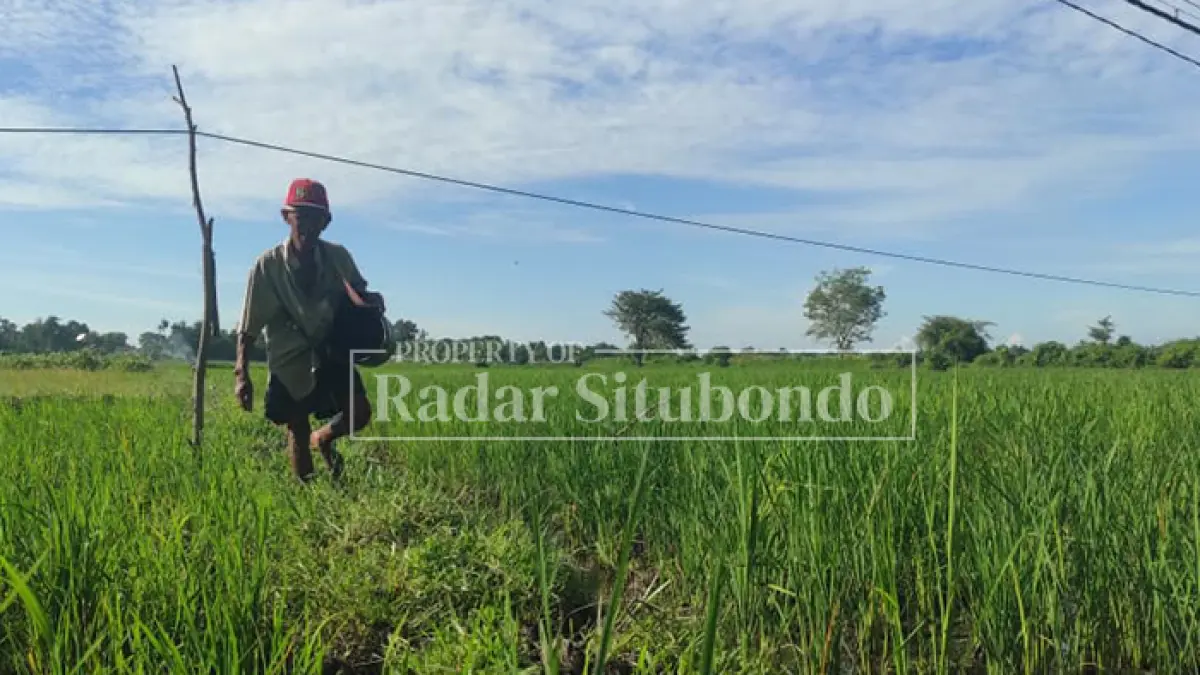 PEGANG WADAH: Seorang petani pasca melakukan pemupukan di lahan pertaniannya di Desa Kapongan, Kecamatan Kapongan, Selasa (5/5). (Ahmad Rifa