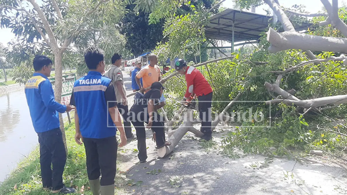 HAMPIR KENA WARUNG: Petugas Badan Penanggulangan Bencana Daerah (BPBD) Situbondo membersihkan pohon yang tumbang ke jalan di Kelurahan Dawuhan, Kecamatan Situbondo, Rabu (6/5). (Ahmad Rifa